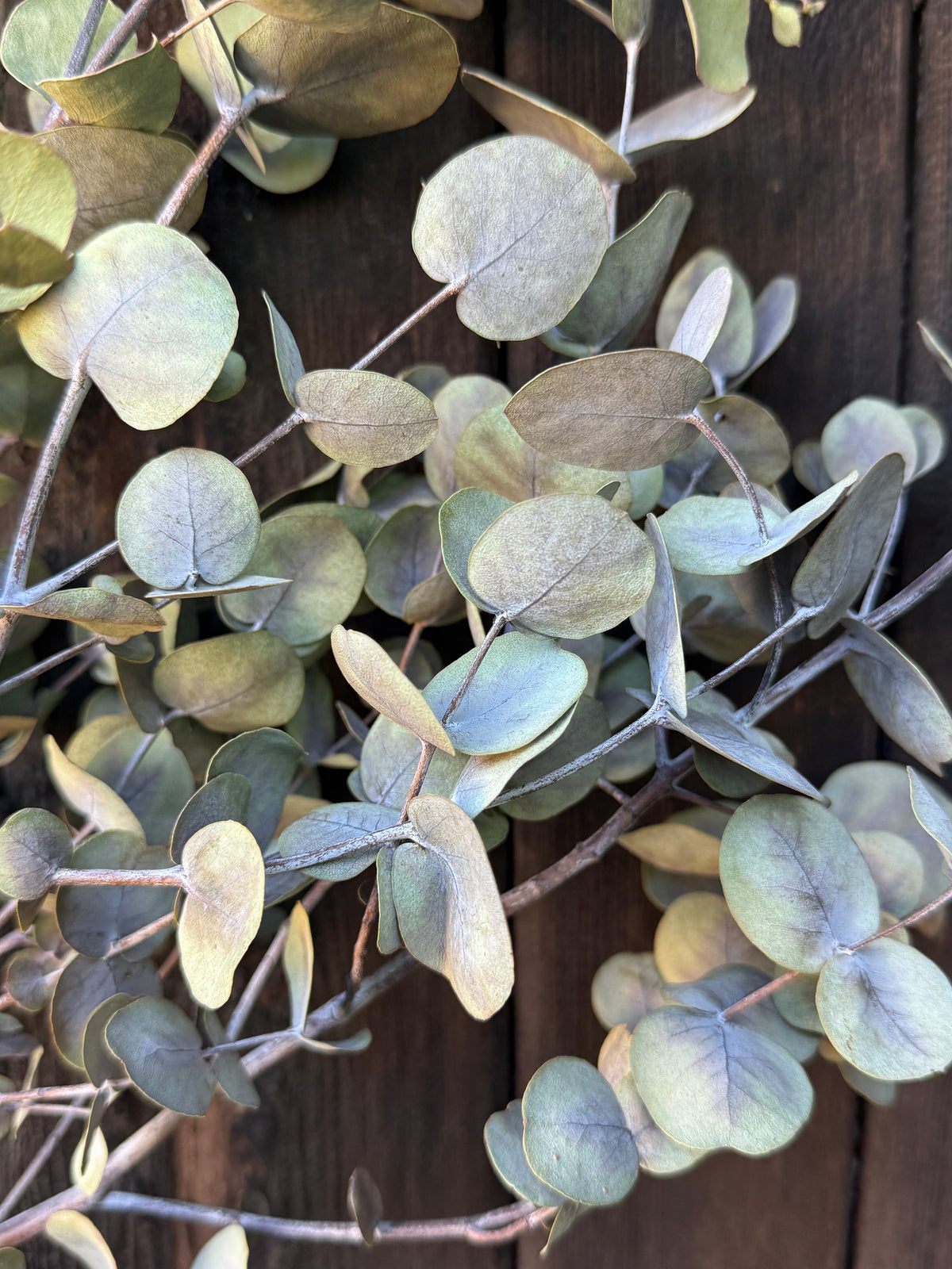 Eucalyptus Dried – round silvery-green leaves on a dark wooden background