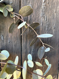 A close-up of Bishy Barnabees Cottage Garden Ltd's Eucalyptus Dried, featuring rounded greenish-gray leaves set against a weathered dark wooden background. Light accentuates the smooth eucalyptus texture and rough wood grain.