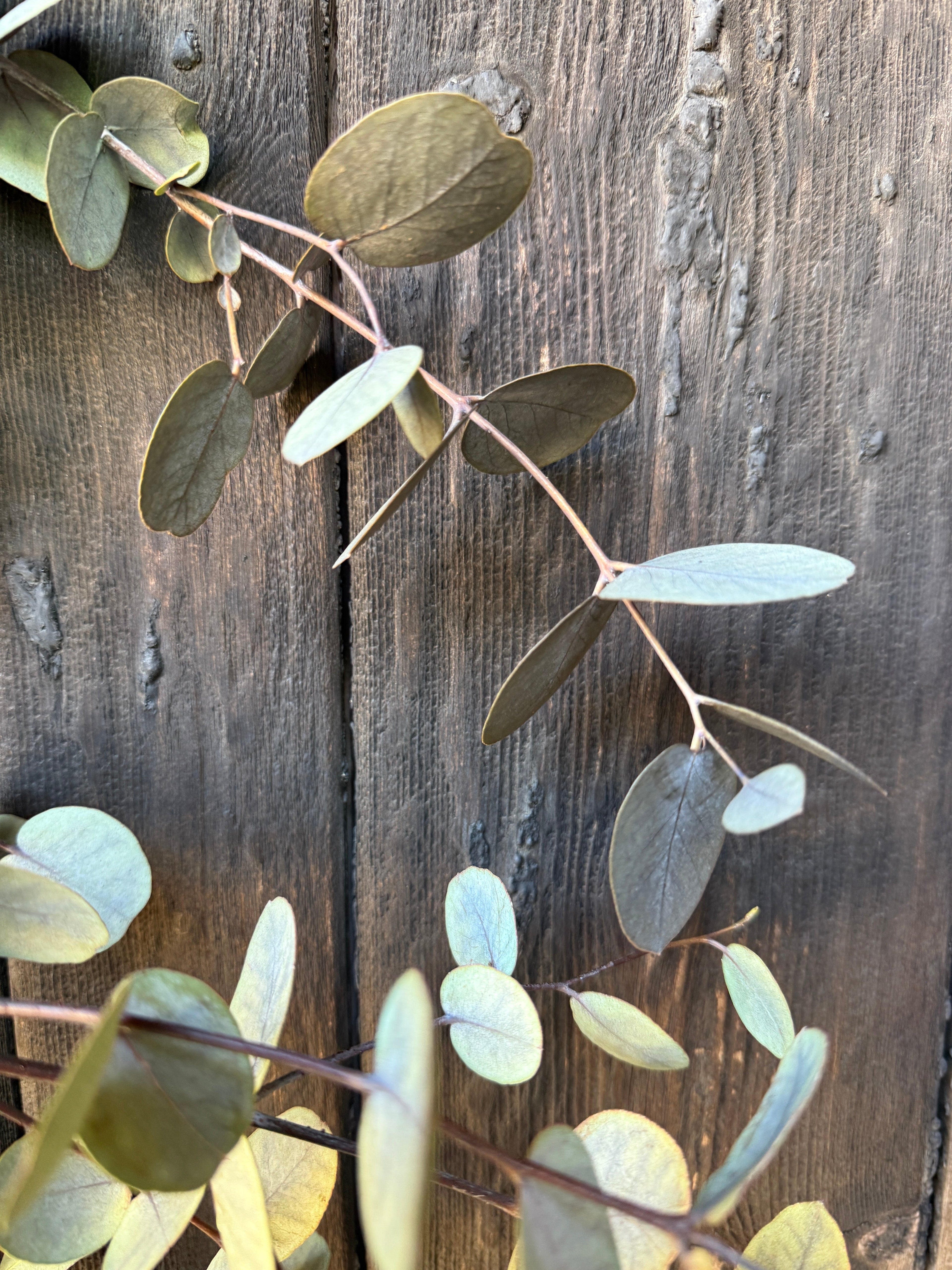 Eucalyptus Dried - Bishy Barnabees Cottage Garden Ltd
