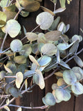 Close-up of Eucalyptus Dried by Bishy Barnabees Cottage Garden Ltd features round, silvery-green leaves against a dark wooden background, offering a natural, calming look reminiscent of spa scent eucalyptus.