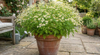 Feverfew flowering in a large terracotta pot on a stone patio beside a wooden bench