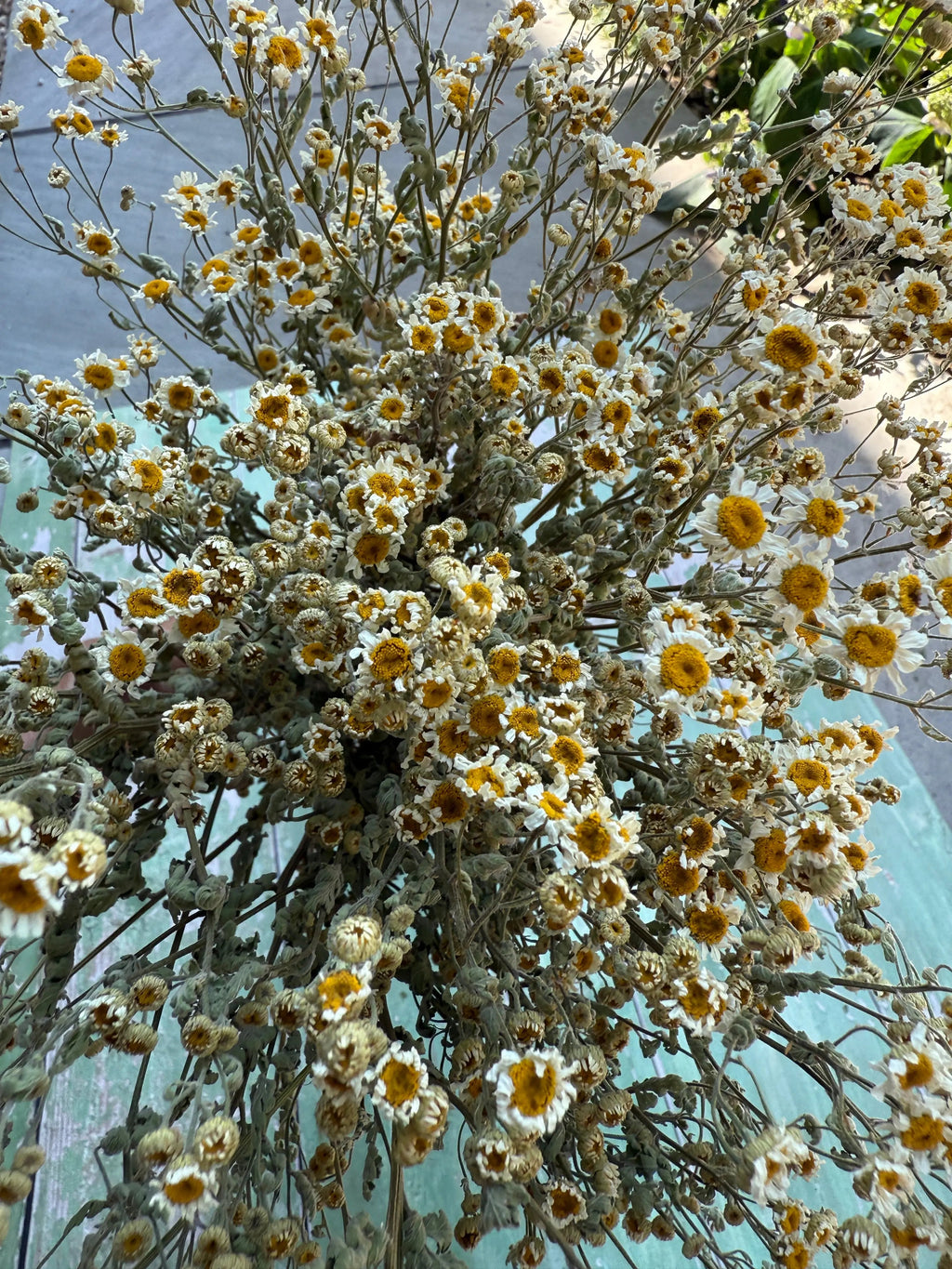 A close-up view of Feverfew Dried by Bishy Barnabees Cottage Garden Ltd shows densely arranged yellow and white flowers on thin stems, set against a greenish surface with pavement and greenery in the background.
