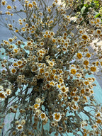 A close-up view of Feverfew Dried by Bishy Barnabees Cottage Garden Ltd shows densely arranged yellow and white flowers on thin stems, set against a greenish surface with pavement and greenery in the background.