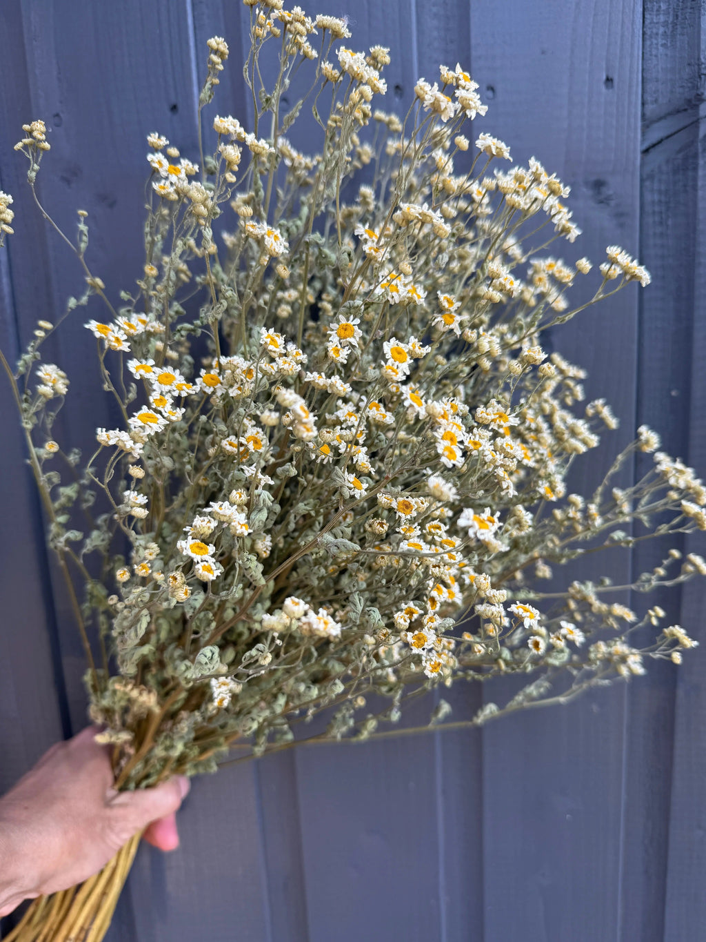 A hand holds Feverfew Dried by Bishy Barnabees Cottage Garden Ltd—clusters of blooms with white petals and yellow centers, set against a dark gray wooden background.