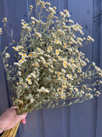 A hand holds Feverfew Dried by Bishy Barnabees Cottage Garden Ltd—clusters of blooms with white petals and yellow centers, set against a dark gray wooden background.