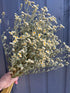 Feverfew Dried - Bishy Barnabees Cottage Garden Ltd