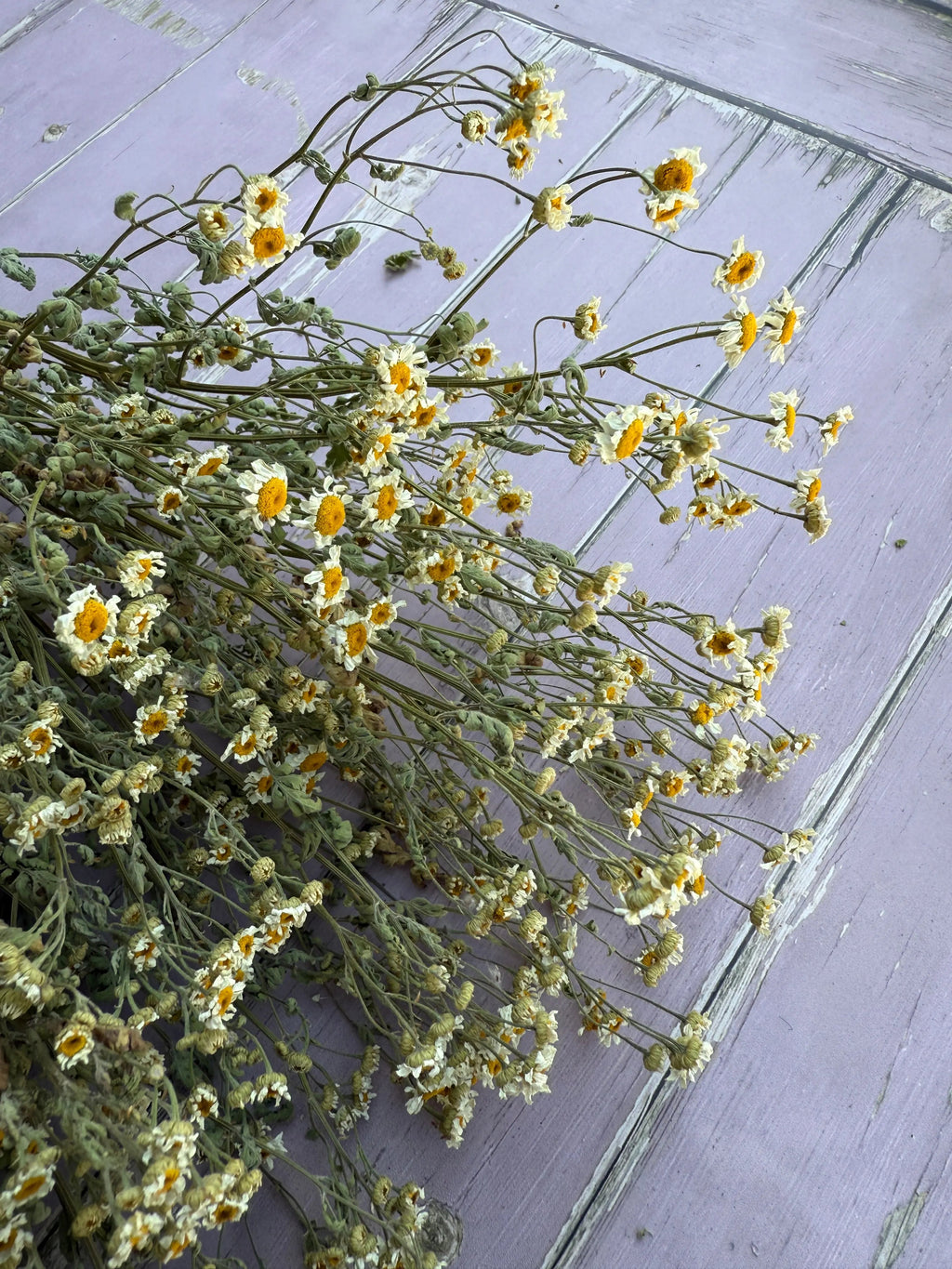 A bundle of Feverfew Dried by Bishy Barnabees Cottage Garden Ltd rests on a weathered wooden surface painted lavender.