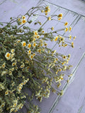 A bundle of Feverfew Dried by Bishy Barnabees Cottage Garden Ltd rests on a weathered wooden surface painted lavender.