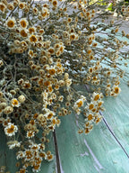 A close-up of Feverfew Dried by Bishy Barnabees Cottage Garden Ltd, showing yellow and white tanacetum flowers with thin stems and crisp petals on a rustic green wooden surface, capturing their vintage charm.