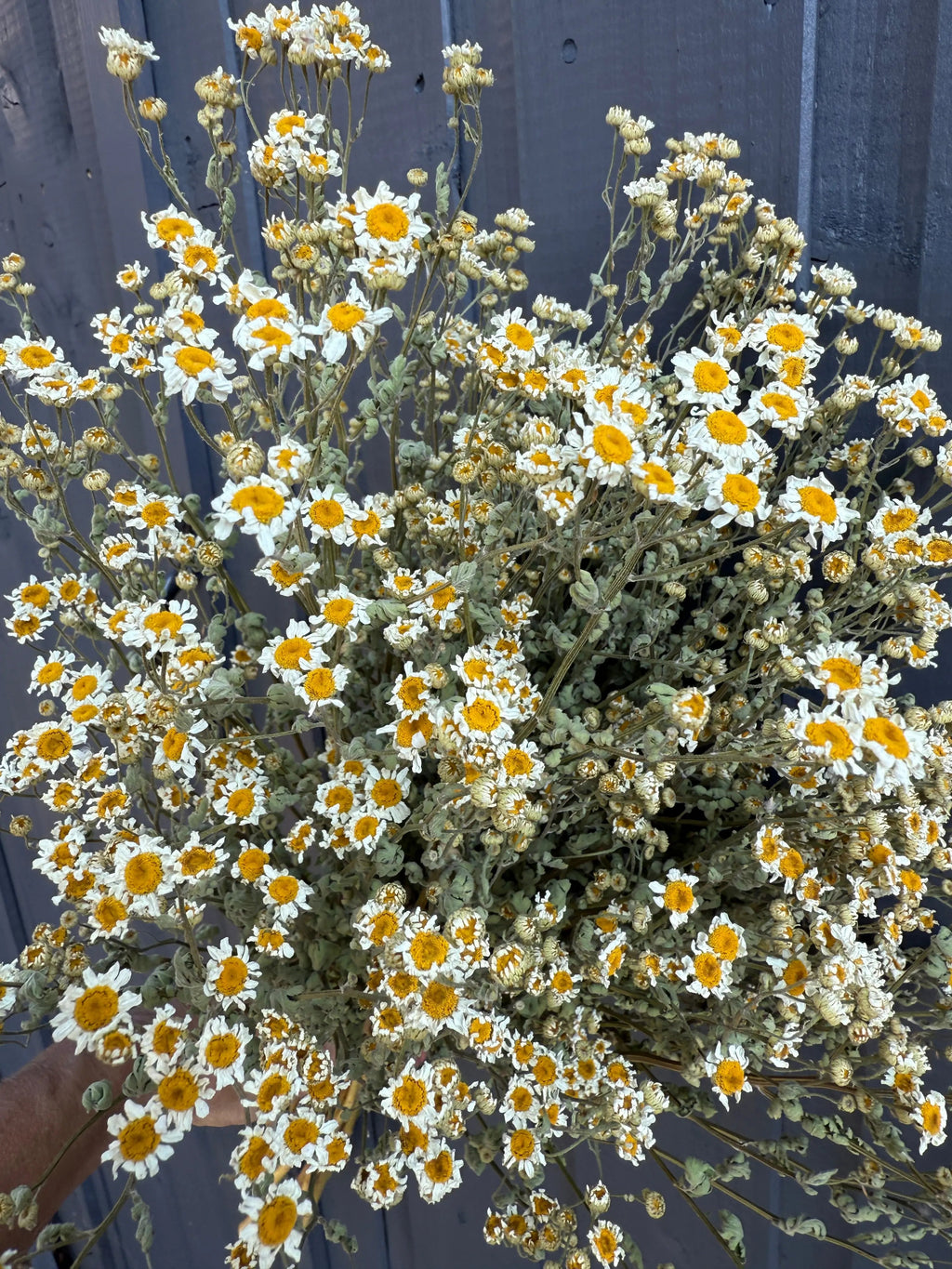 A large bouquet of Feverfew Dried by Bishy Barnabees Cottage Garden Ltd, featuring small yellow and white daisy-like flowers with thin green stems, displayed against a dark wooden fence.