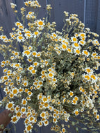 A large bouquet of Feverfew Dried by Bishy Barnabees Cottage Garden Ltd, featuring small yellow and white daisy-like flowers with thin green stems, displayed against a dark wooden fence.