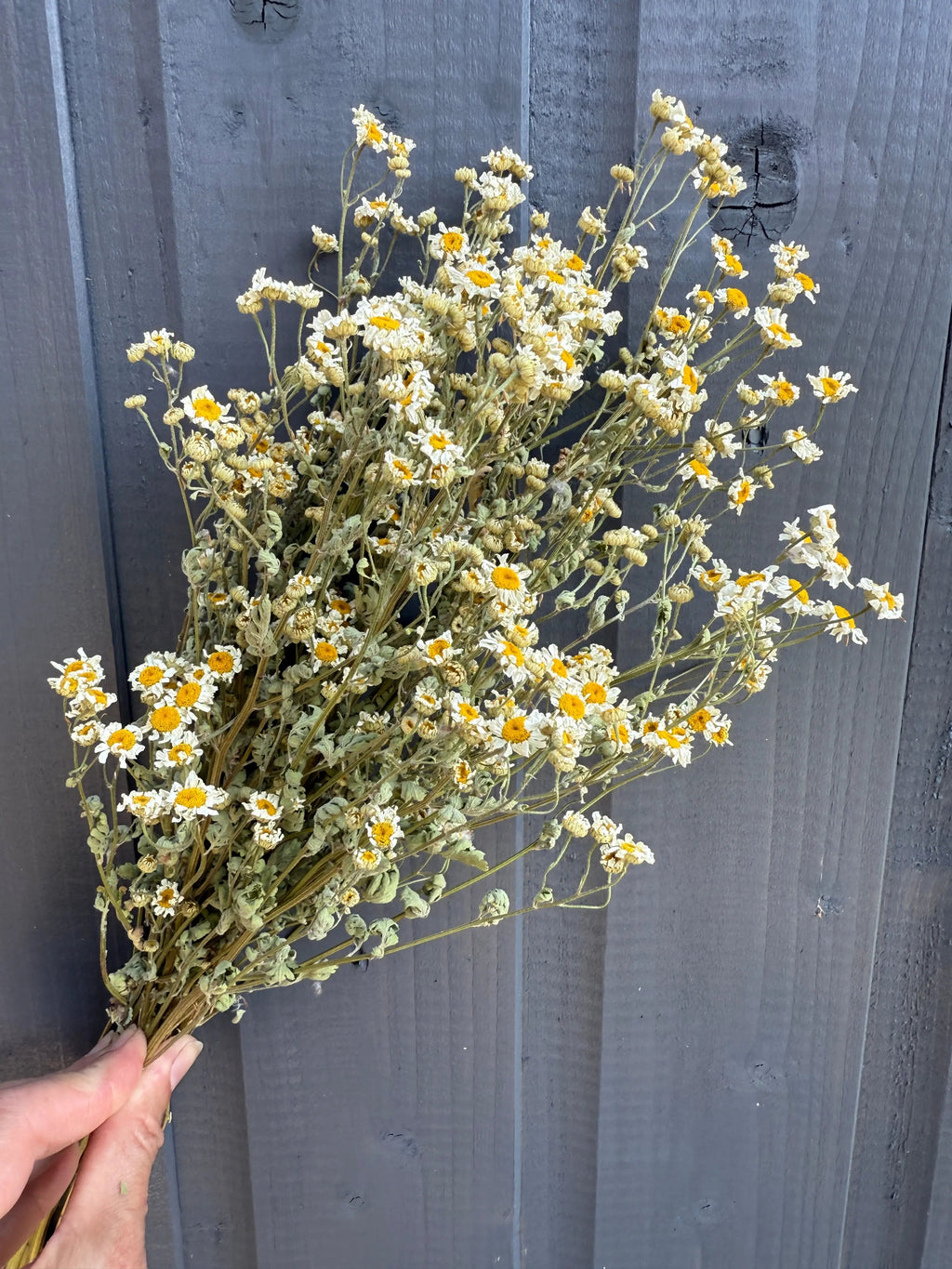 A hand holds Bishy Barnabees Cottage Garden Ltd's Feverfew Dried bouquet, featuring small white and yellow blossoms, in front of a dark wooden fence.