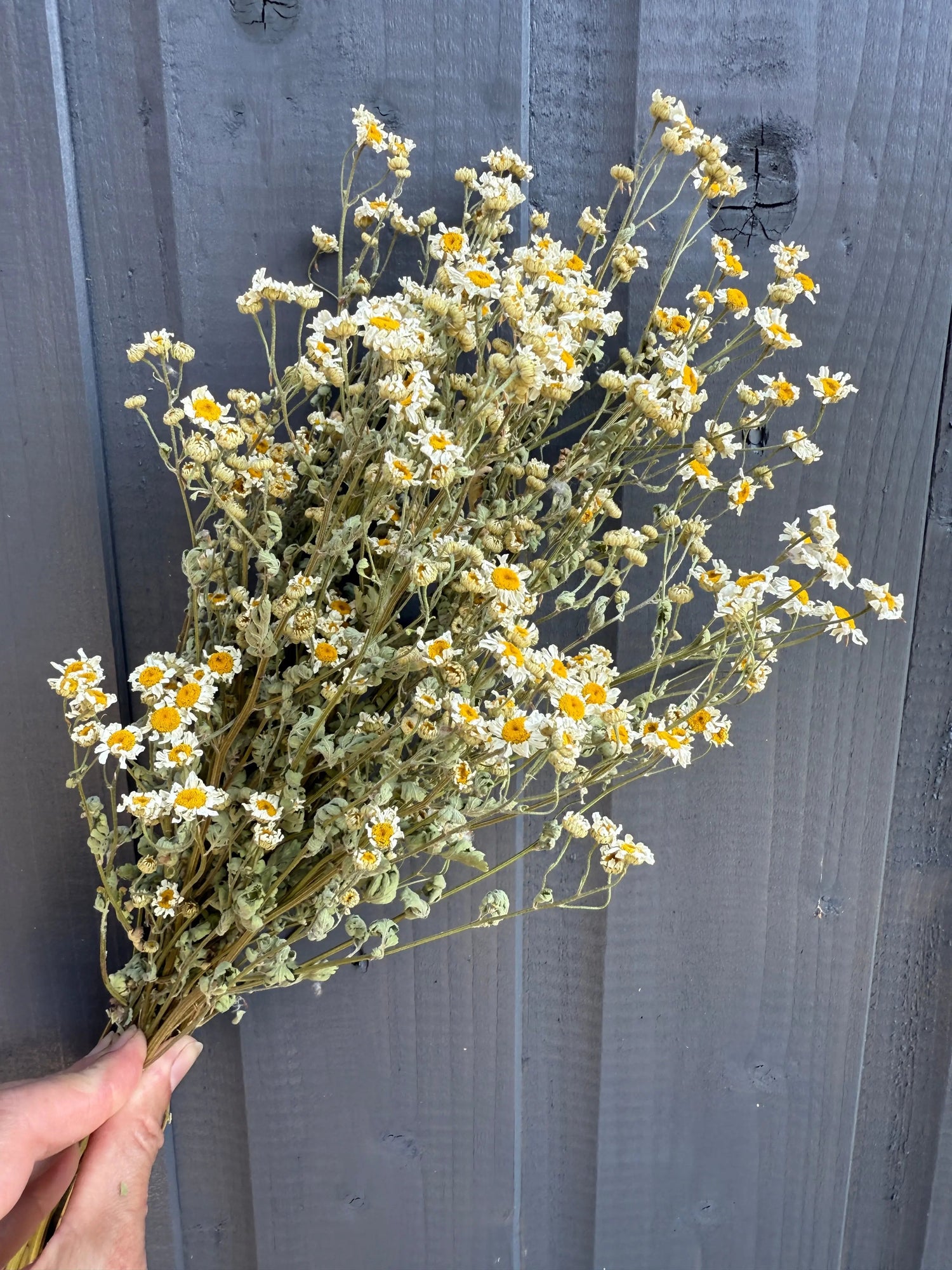 Feverfew Dried - Bishy Barnabees Cottage Garden Ltd