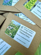 Floriography: The Little Box of Love – Chrysanthemum Painted Daisy seed packet close-up