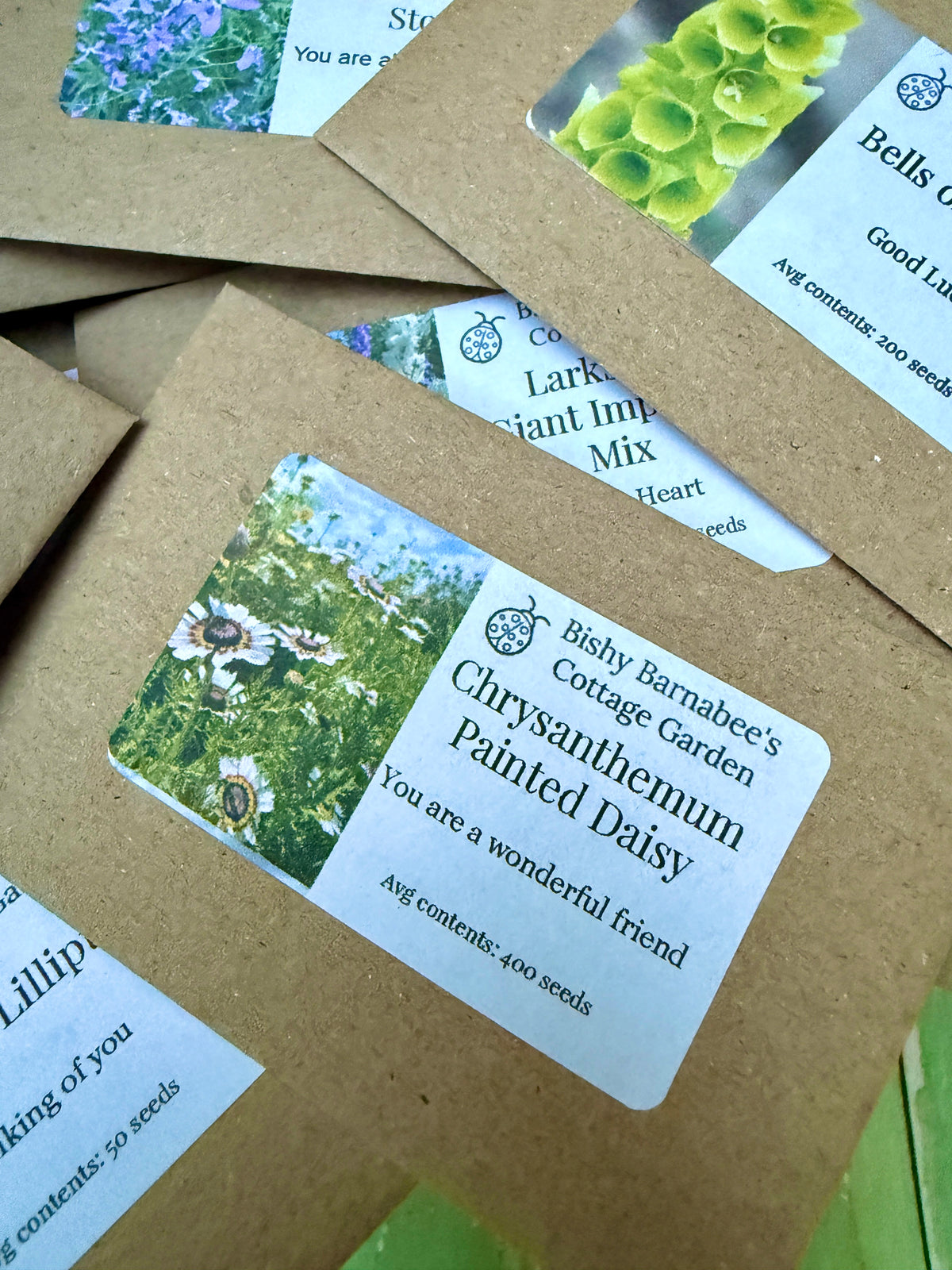 Floriography: The Little Box of Love – Chrysanthemum Painted Daisy seed packet close-up