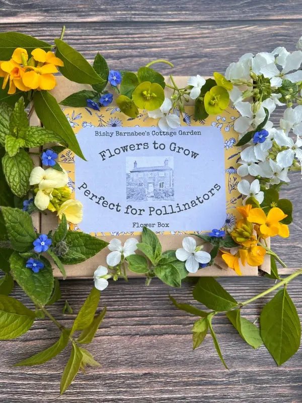 A box of Bishy Barnabees Cottage Garden “Flowers to Grow...Perfect for Pollinators” rests on wood, surrounded by yellow, blue, and white bee-friendly blooms and green leaves. The label shows a charming small cottage illustration.