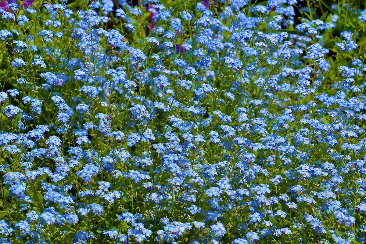 Forget-me-not Blue – mass of small blue flowers with green stems and leaves