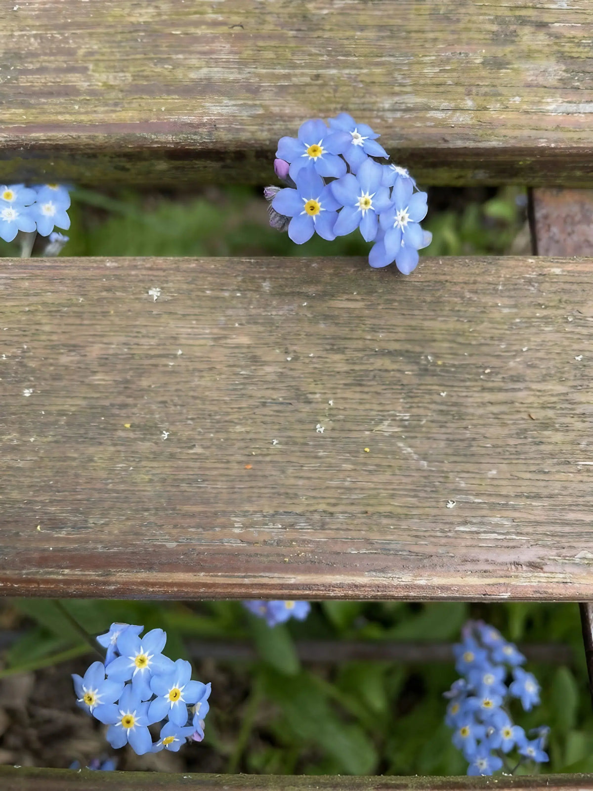 Forget-me-not Blue flower clusters growing through weathered wooden planks