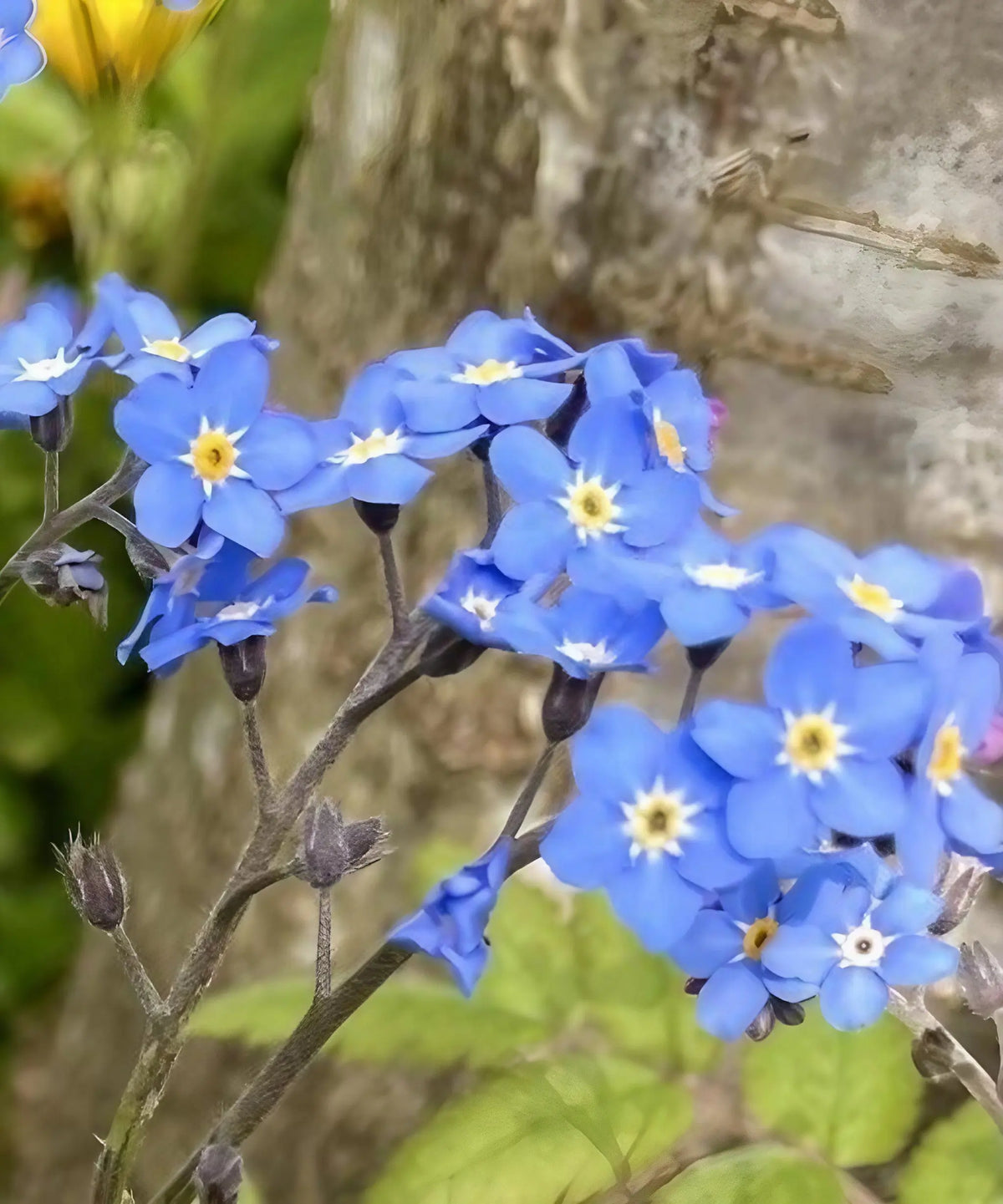Forget-me-not Blue – close-up of blue flowers with yellow centres before a tree trunk