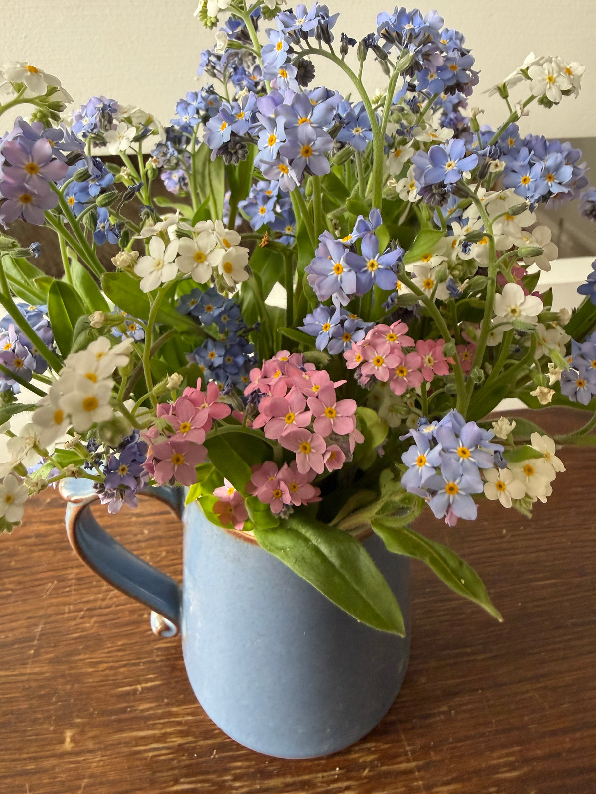 Forget-me-not Victoria Mixed (Myosotis) – blue, pink and white posy in a blue jug on a wooden table