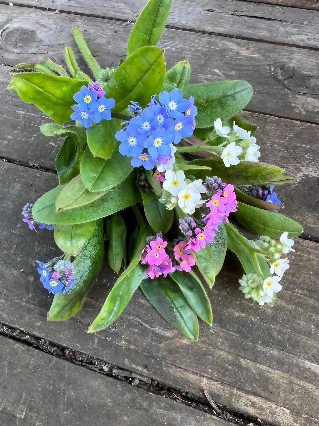 A small bouquet of Bishy Barnabees Cottage Garden Forget-me-not Victoria Mixed in blue, pink, and white with green leaves rests on weathered wood—an early-season nectar source for pollinators.