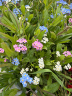 Forget-me-not Victoria Mixed – blue, pink and white flowers among green leaves