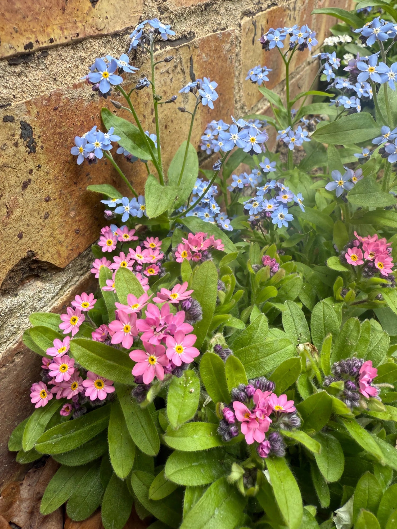 Forget - me - not Victoria Mixed - Bishy Barnabees Cottage Garden Ltd