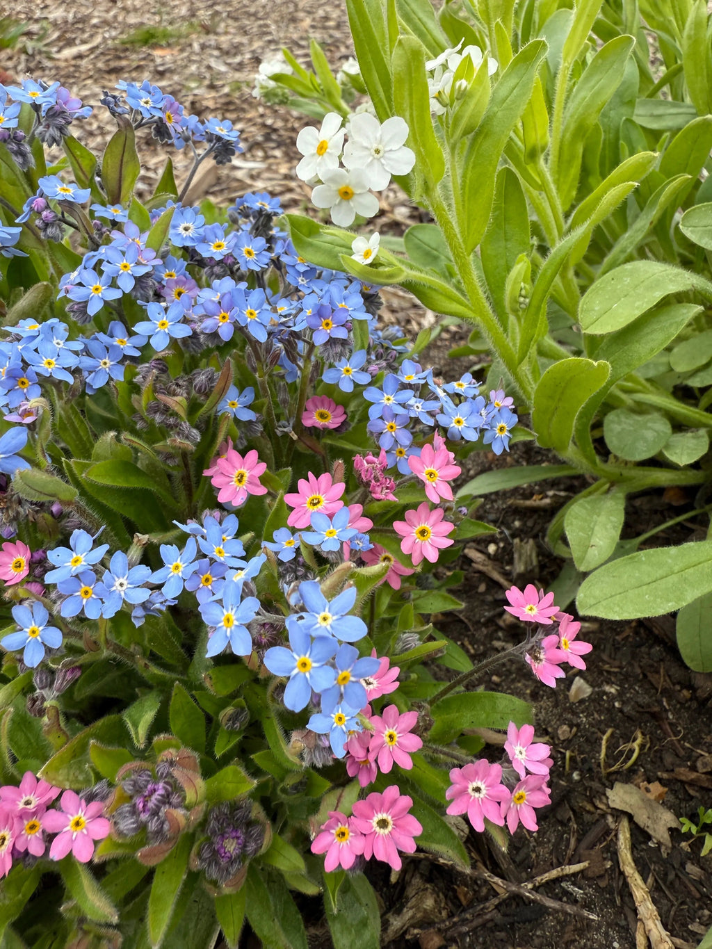 Clusters of small blue, pink, and white Forget-me-not Victoria Mixed flowers by Bishy Barnabees Cottage Garden bloom among green leaves and soil in the garden, offering early nectar for pollinators with mulch in the background.