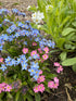 Forget - me - not Victoria Mixed - Bishy Barnabees Cottage Garden Ltd