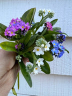 A hand holds a small bouquet of Bishy Barnabees Cottage Garden Forget-me-not Victoria Mixed flowers—purple, pink, blue, and white with green leaves—against a white wooden background. Early-season nectar for pollinators.