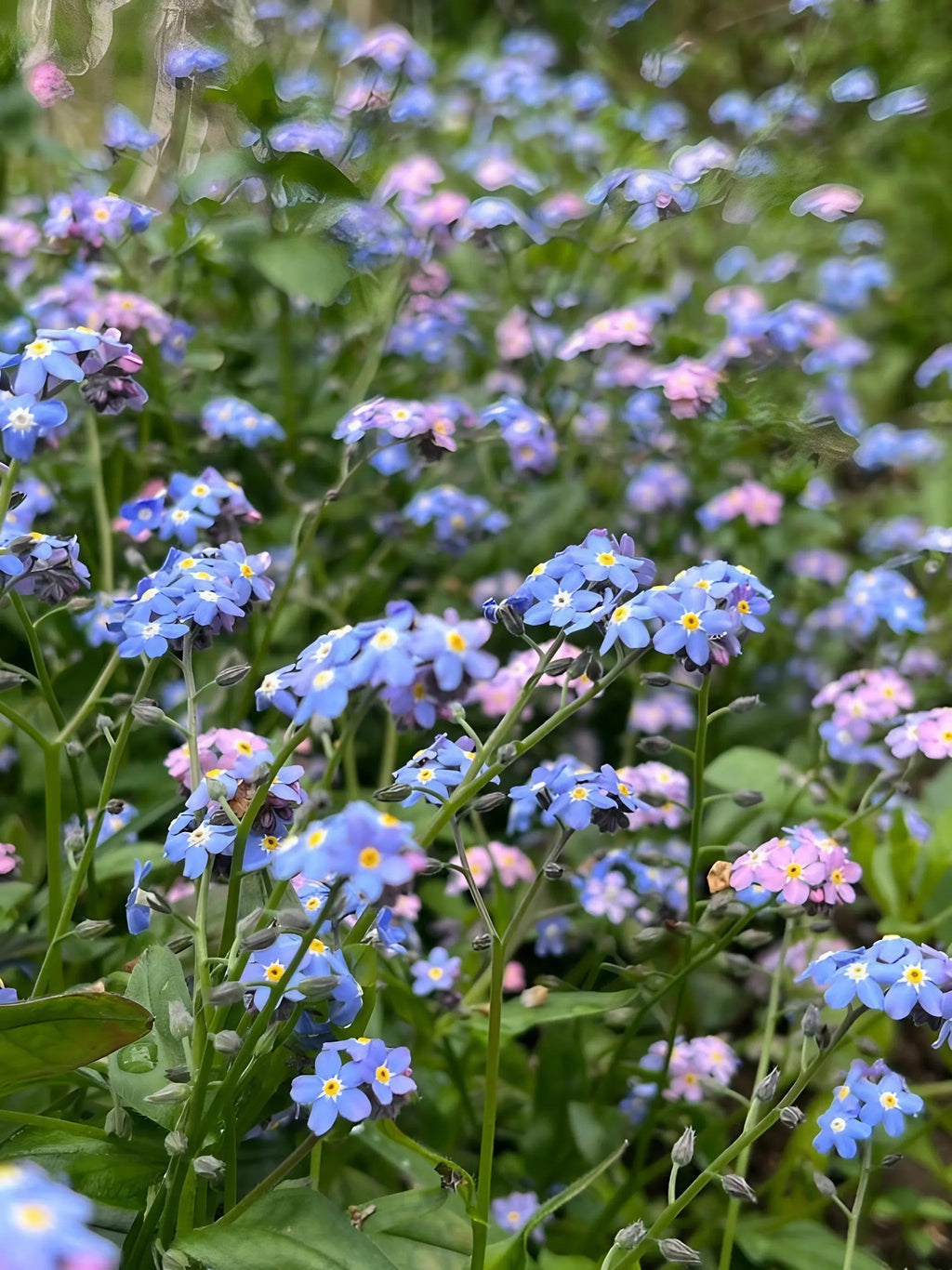 Bishy Barnabees Cottage Garden’s Forget-me-not Victoria Mixed features dense clusters of blue and pink flowers with yellow centers, set among green foliage—an early-season nectar source that brightens your garden.