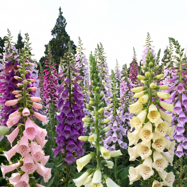 Foxglove Bishy Barnabee Mix (Digitalis purpurea) – pink, purple, white and cream spires in a row
