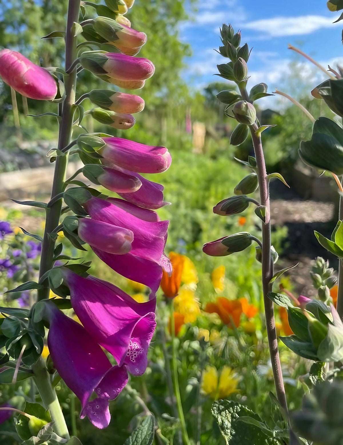 Foxglove Bishy Barnabee Mix – close-up of tall pink blooms in sunlight