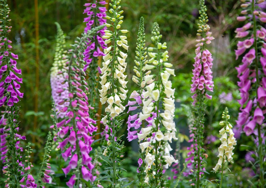 Tall spikes of Foxglove Excelsior Mix from Bishy Barnabees Cottage Garden feature tubular purple, pink, and creamy white blooms above green foliage—an eye-catching choice for architectural border plants in any garden.