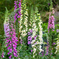 Tall spikes of Foxglove Excelsior Mix from Bishy Barnabees Cottage Garden feature tubular purple, pink, and creamy white blooms above green foliage—an eye-catching choice for architectural border plants in any garden.