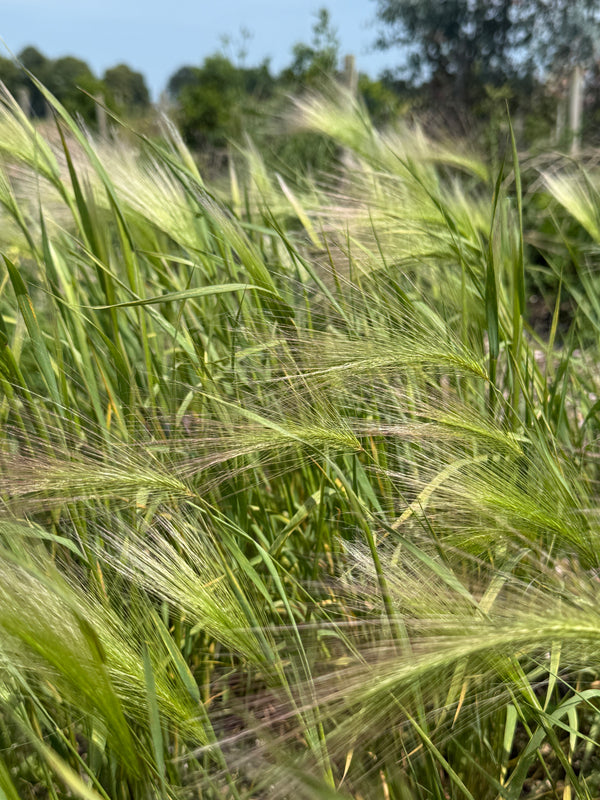 Foxtail Barley (Hordeum jubatum) – feathery silky seed heads in a sunny border