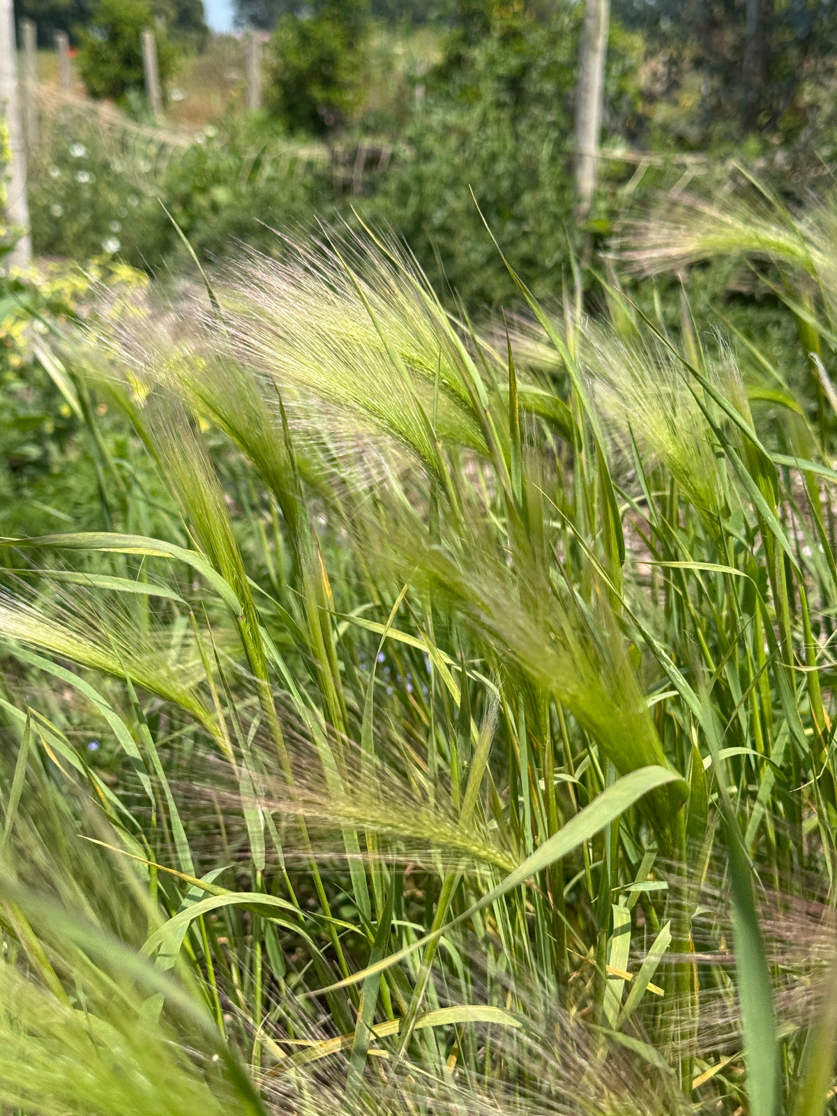 Foxtail Barley – soft green arching plumes in a garden bed
