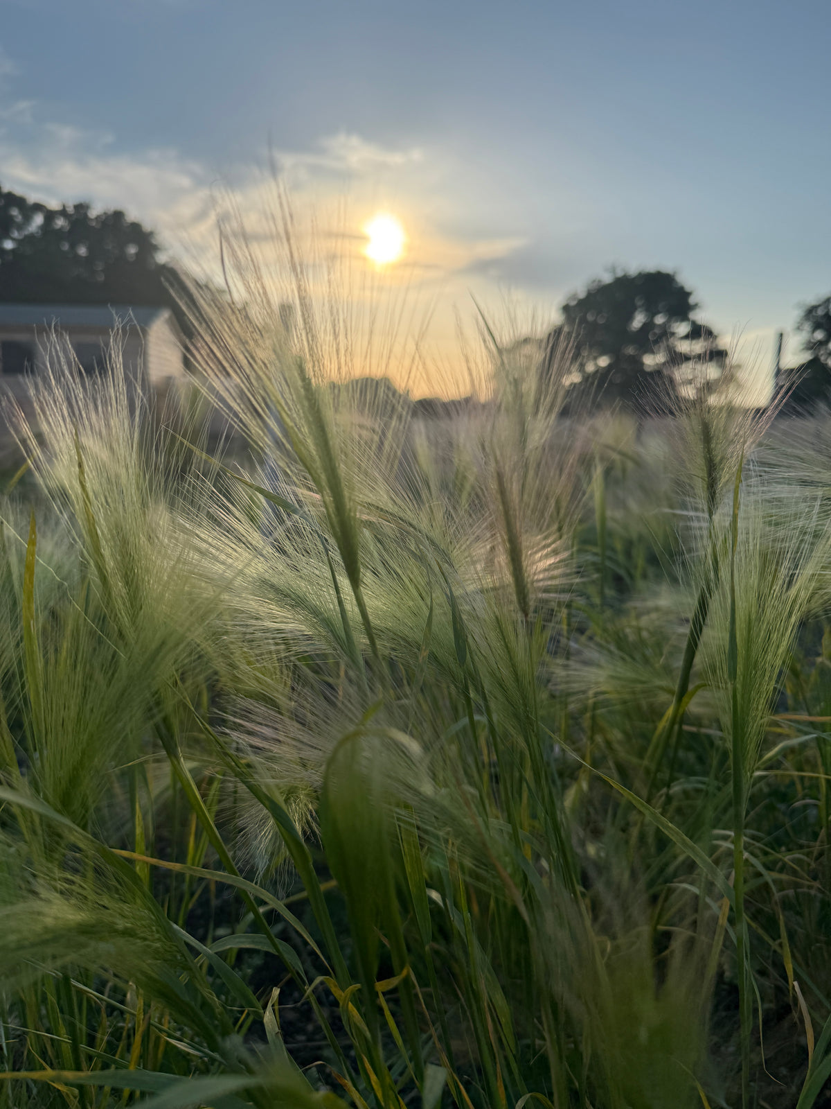 Foxtail Barley plumes backlit by a low sun at dusk