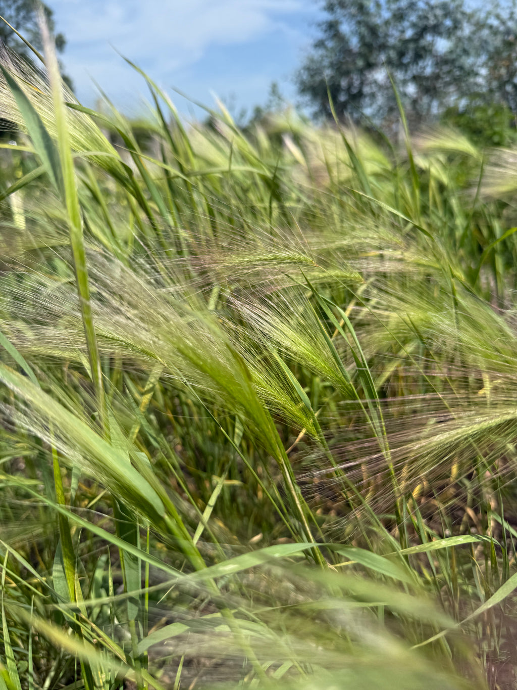 Foxtail Barley – close-up of bristly green-silver seed heads against blue sky