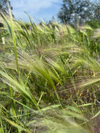 Foxtail Barley – close-up of bristly green-silver seed heads against blue sky