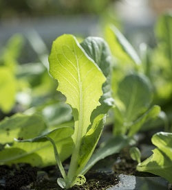Fruit & Veg Protection Nematodes – young lettuce seedling in soil