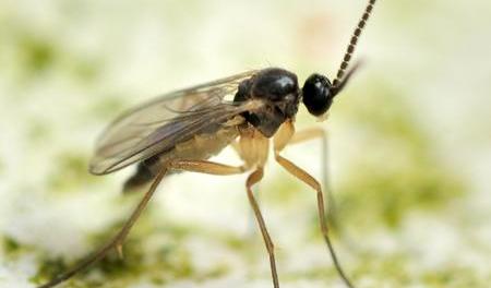 Fungus Gnat & Sciarid Fly Nematodes – close-up of a small black sciarid fly