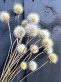 Gaillardia Seed Heads Dried by Bishy Barnabees Cottage Garden are clustered with long stems and spiky, round, white heads, arranged against a dark gray wooden background.