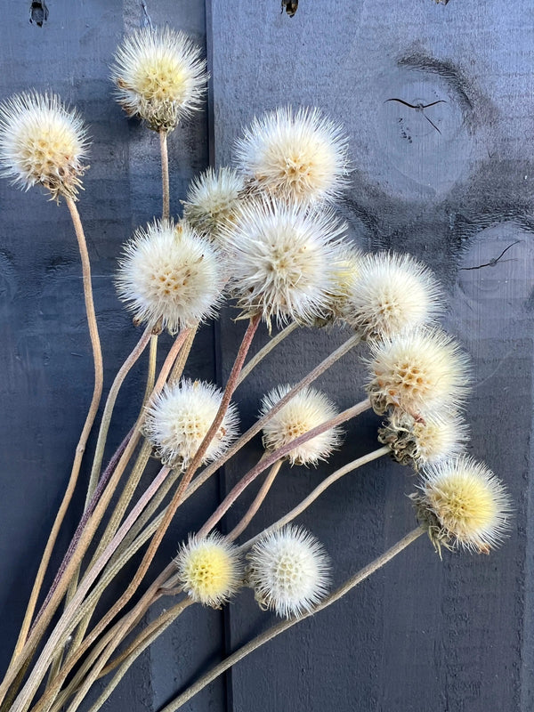 Gaillardia Seed Heads Dried by Bishy Barnabees Cottage Garden are clustered with long stems and spiky, round, white heads, arranged against a dark gray wooden background.