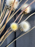 Gaillardia Seed Heads Dried by Bishy Barnabees Cottage Garden—four pale yellow and white, spiky round blooms with slender stems on a dark wooden background. Their soft, fuzzy texture makes them perfect for boho bouquets and decor.