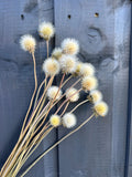 Gaillardia Seed Heads Dried by Bishy Barnabees Cottage Garden—fluffy white and yellow flowers on long stems, displayed against a gray wooden fence backdrop.