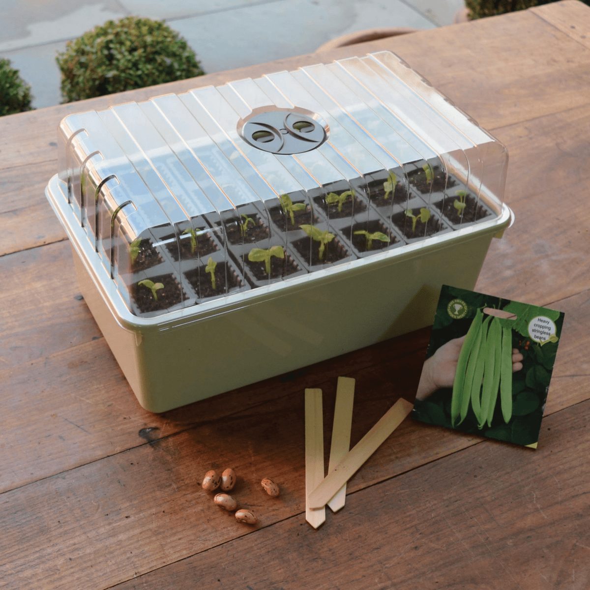 Garland 28-Cell Deep Root Propagator with clear lid, bean seeds and plant labels