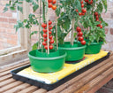 Plant Halos – Set of 3 – Watering & Feeding Support Rings | Garland