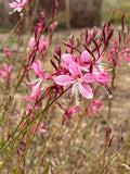 Gaura 'Pink Bouquet' (Gaura lindheimeri) – airy pink flowers on slender red stems
