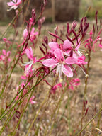 Gaura 'Pink Bouquet' (Gaura lindheimeri) – airy pink flowers on slender red stems